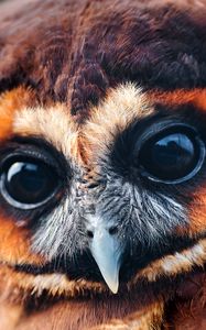 Preview wallpaper owl, baby, muzzle, eyes, feathers