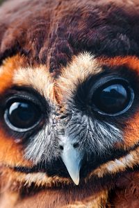 Preview wallpaper owl, baby, muzzle, eyes, feathers