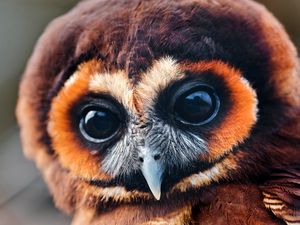 Preview wallpaper owl, baby, muzzle, eyes, feathers