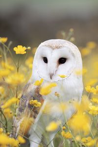 Preview wallpaper owl, barn owl, bird, predator