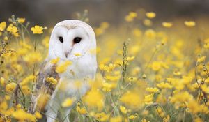 Preview wallpaper owl, barn owl, bird, predator