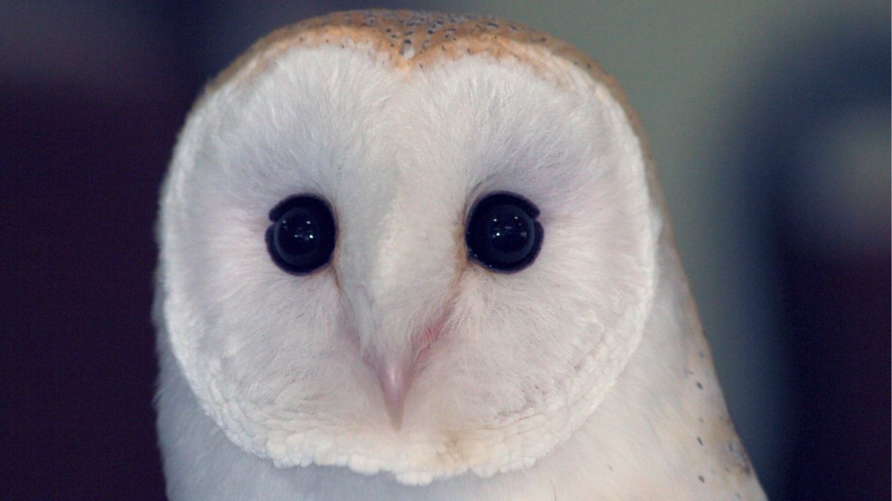Wallpaper owl, barn owl, bird, predator, color, eyes, dangerous