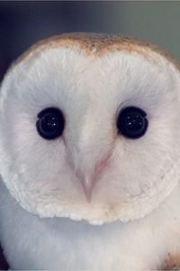 Preview wallpaper owl, barn owl, bird, predator, color, eyes, dangerous