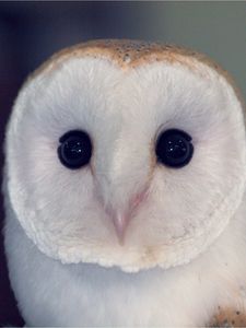 Preview wallpaper owl, barn owl, bird, predator, color, eyes, dangerous