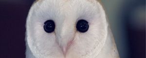 Preview wallpaper owl, barn owl, bird, predator, color, eyes, dangerous