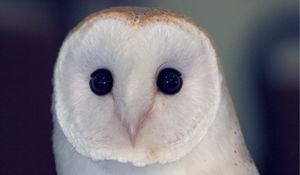 Preview wallpaper owl, barn owl, bird, predator, color, eyes, dangerous