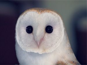 Preview wallpaper owl, barn owl, bird, predator, color, eyes, dangerous