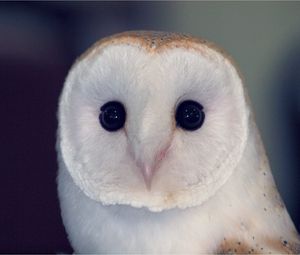 Preview wallpaper owl, barn owl, bird, predator, color, eyes, dangerous