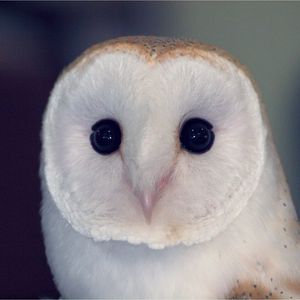 Preview wallpaper owl, barn owl, bird, predator, color, eyes, dangerous