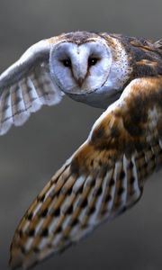 Preview wallpaper owl, barn owl, flying, bird, predator