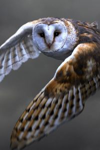 Preview wallpaper owl, barn owl, flying, bird, predator