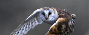 Preview wallpaper owl, barn owl, flying, bird, predator
