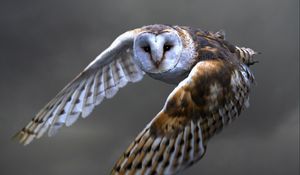 Preview wallpaper owl, barn owl, flying, bird, predator