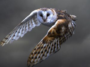 Preview wallpaper owl, barn owl, flying, bird, predator