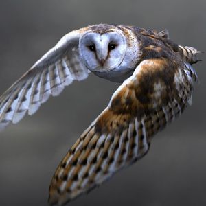 Preview wallpaper owl, barn owl, flying, bird, predator