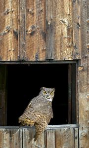 Preview wallpaper owl, barn, window, wooden, predator, bird