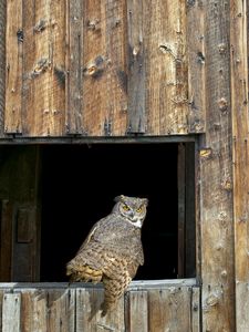 Preview wallpaper owl, barn, window, wooden, predator, bird