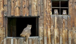 Preview wallpaper owl, barn, window, wooden, predator, bird