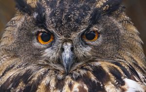 Preview wallpaper owl, beak, bird, feathers