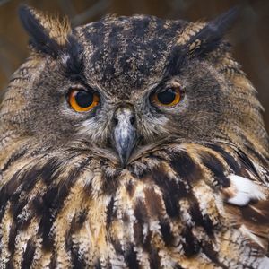 Preview wallpaper owl, beak, bird, feathers