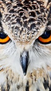 Preview wallpaper owl, beak, eyes, close up