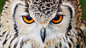Preview wallpaper owl, beak, eyes, close up