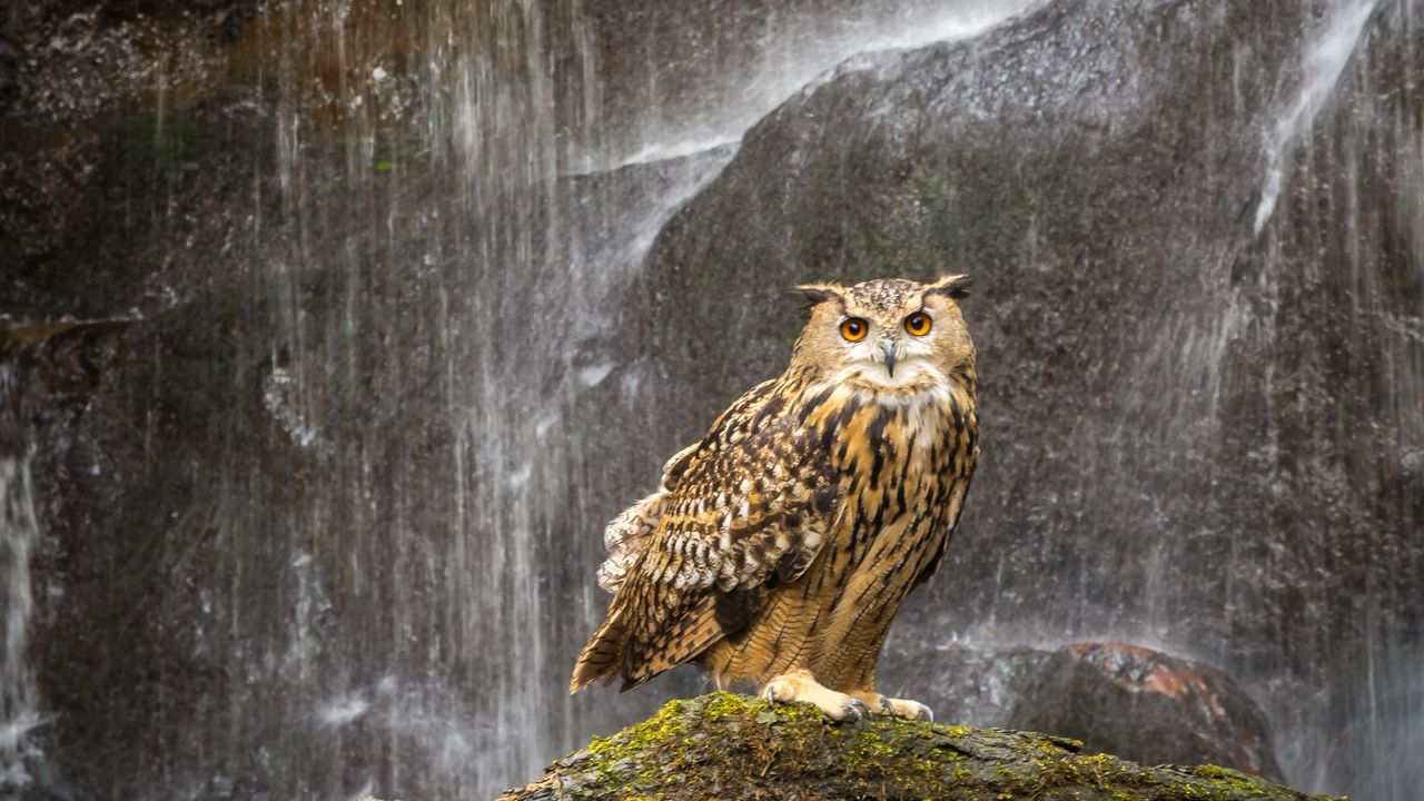 Wallpaper owl, beak, feathers, waterfall