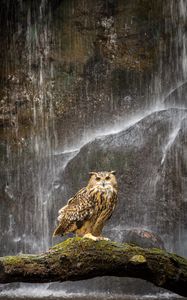 Preview wallpaper owl, beak, feathers, waterfall