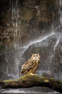 Preview wallpaper owl, beak, feathers, waterfall