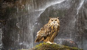 Preview wallpaper owl, beak, feathers, waterfall