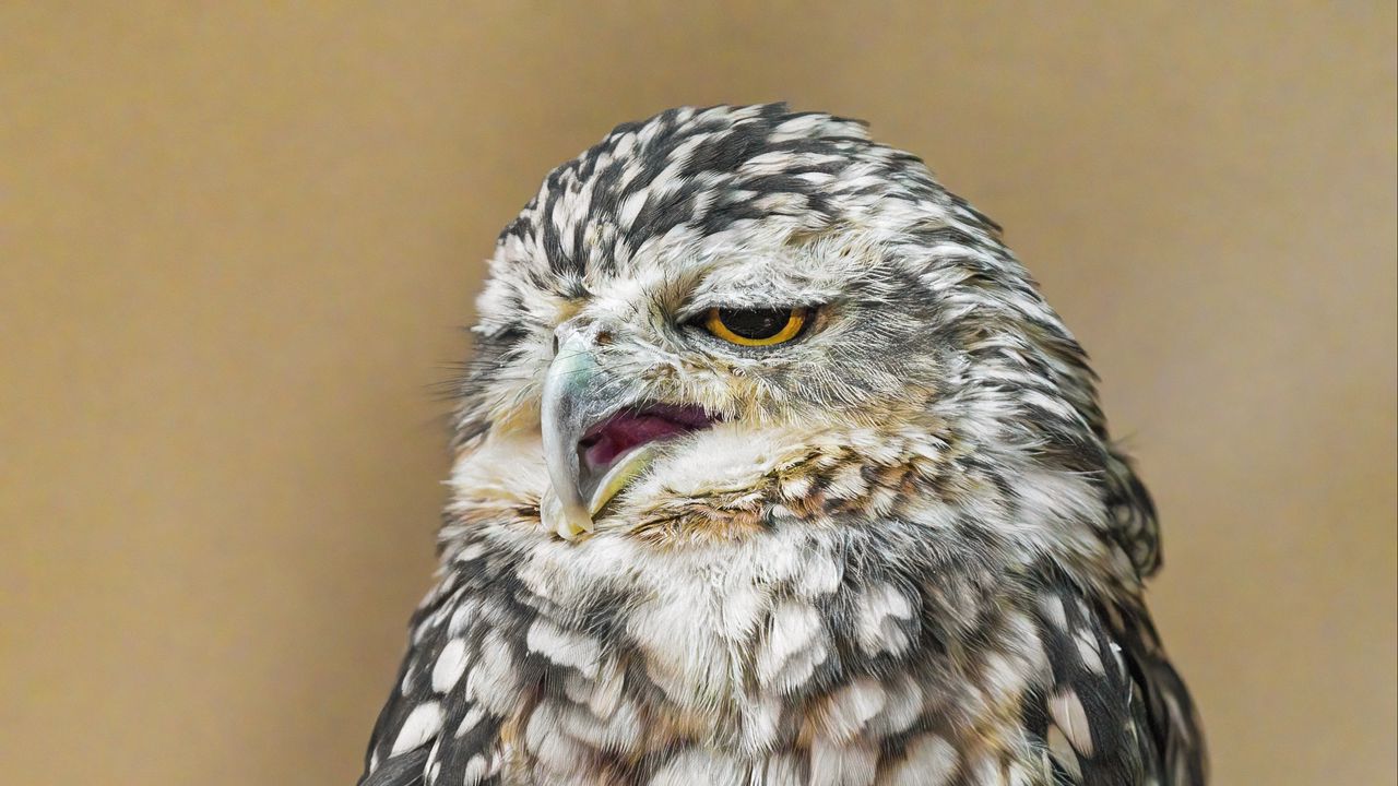 Wallpaper owl, beak, feathers, bird