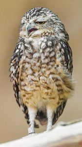 Preview wallpaper owl, beak, feathers, bird