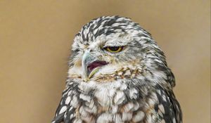 Preview wallpaper owl, beak, feathers, bird