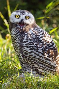 Preview wallpaper owl, beak, feathers, bird, grass