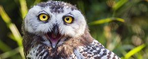 Preview wallpaper owl, beak, feathers, bird, grass