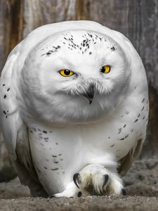 Preview wallpaper owl, beak, yellow eyes, predator