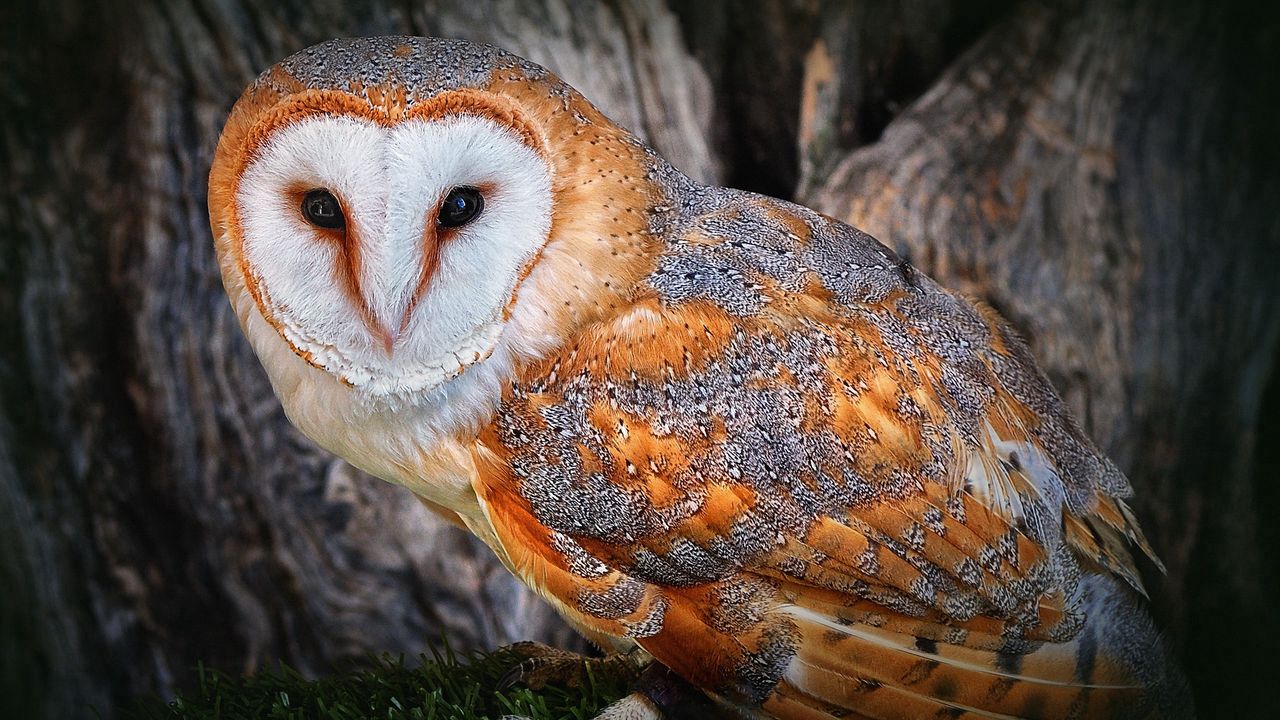 Wallpaper owl, beautiful, color, face, tree, bird, predator