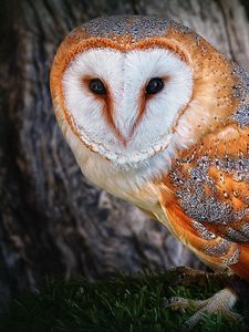 Preview wallpaper owl, beautiful, color, face, tree, bird, predator