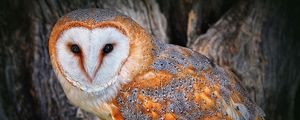 Preview wallpaper owl, beautiful, color, face, tree, bird, predator