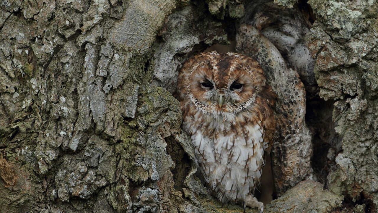 Wallpaper owl, bird, bark, tree, trunk, disguise