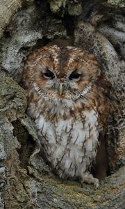 Preview wallpaper owl, bird, bark, tree, trunk, disguise