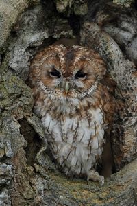 Preview wallpaper owl, bird, bark, tree, trunk, disguise