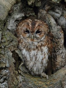 Preview wallpaper owl, bird, bark, tree, trunk, disguise