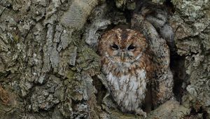 Preview wallpaper owl, bird, bark, tree, trunk, disguise