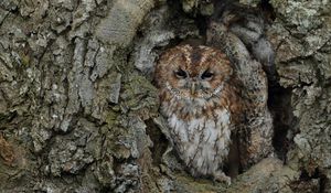 Preview wallpaper owl, bird, bark, tree, trunk, disguise