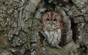 Preview wallpaper owl, bird, bark, tree, trunk, disguise