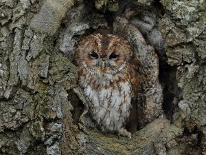 Preview wallpaper owl, bird, bark, tree, trunk, disguise