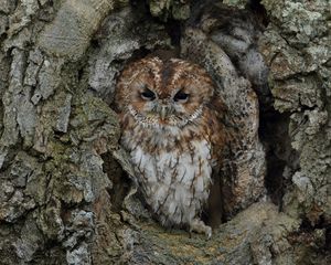 Preview wallpaper owl, bird, bark, tree, trunk, disguise