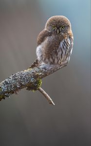 Preview wallpaper owl, bird, beak, feathers