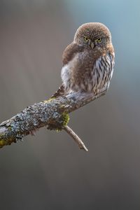 Preview wallpaper owl, bird, beak, feathers